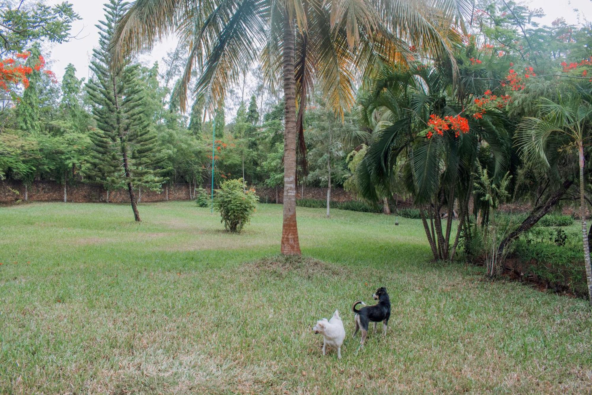 Kijani Cottages In Diani Praia de Diani Exterior foto